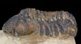 Bargain, Reedops Trilobite - Atchana, Morocco #43483-1